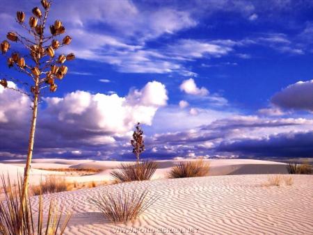 desert